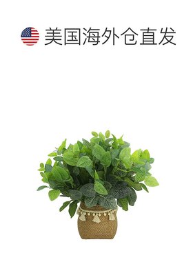 自营 Creative Displays Outdoor Fittonia Bush Arrangement -