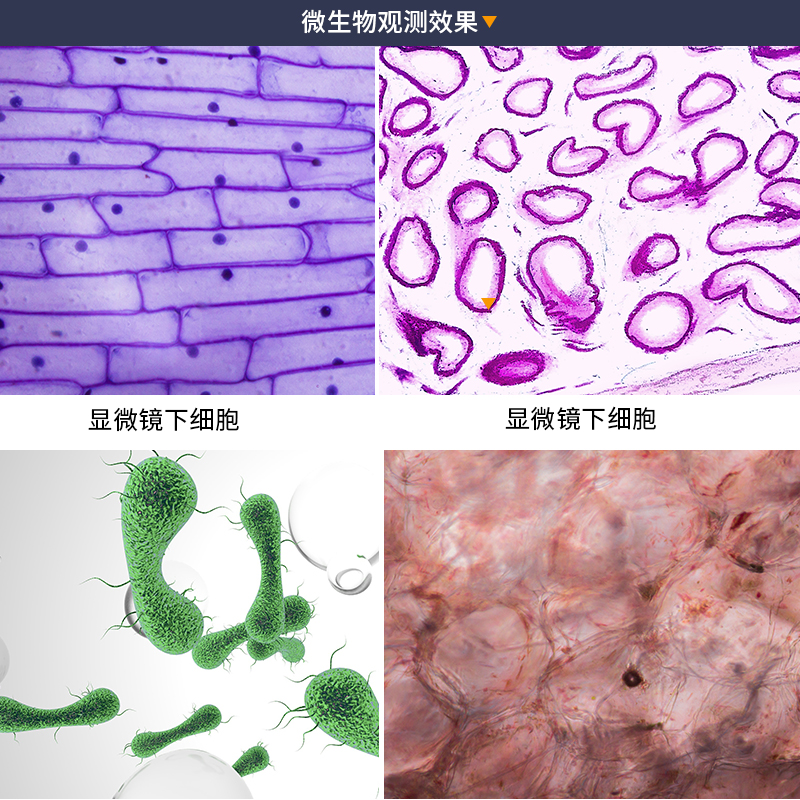 儿童显微镜科学实验套装便携式高倍高清1200倍手持显微镜5000倍初-图2