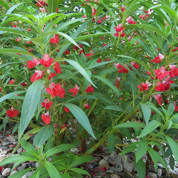 凤仙花盆栽花草种子四季种易活指甲花籽室内外阳台四季植物花种子 - 图2