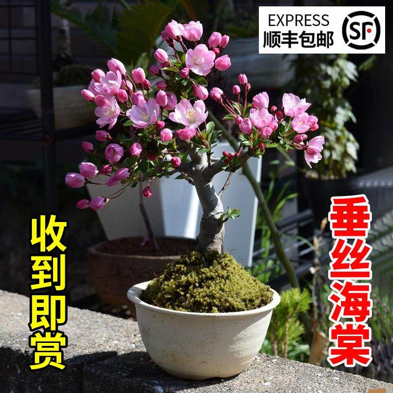 垂丝海棠花盆栽四季开花树苗盆景老桩鲜花卉绿植物室内年花好养活,淘宝优惠券,粉丝福利购,淘宝优惠卷