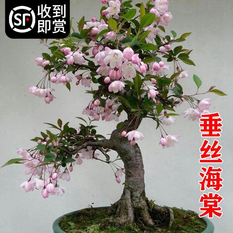 垂丝海棠花盆栽四季开花树苗盆景老桩鲜花卉绿植物室内年花好养活,淘宝优惠券,粉丝福利购,淘宝优惠卷
