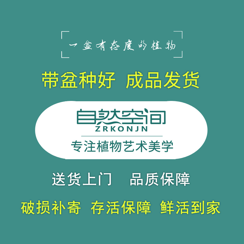 真松柏附石悬崖式盆景造景盆栽植物室内客厅四季常青桌面绿植摆件-图2