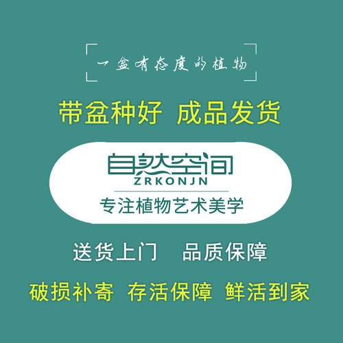 真松柏附石悬崖式盆景造景盆栽植物室内客厅四季常青桌面绿植摆件 - 图2