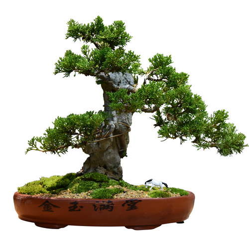 真松柏附石悬崖式盆景造景盆栽植物室内客厅四季常青桌面绿植摆件 - 图3