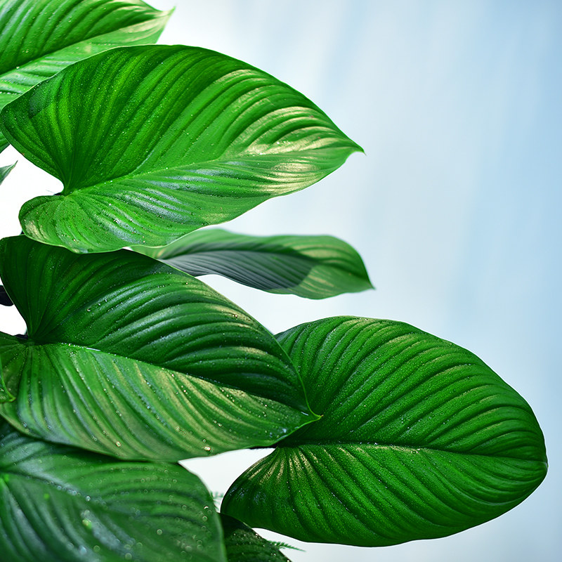 绿芙蓉盆栽大叶观赏绿植室内办公客厅阳台植物桌面造型盆景送礼,淘宝优惠券,粉丝福利购,淘宝优惠卷