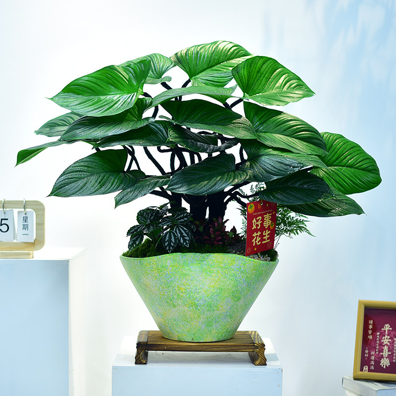 绿芙蓉盆栽大叶观赏绿植室内办公客厅阳台植物桌面造型盆景送礼,淘宝优惠券,粉丝福利购,淘宝优惠卷