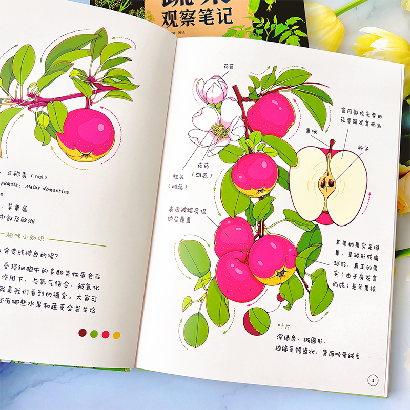 给孩子的蔬菜水果观察笔记全2册小澈麻麻3-6-8岁艺术插画自然科普蔬菜水果观察笔记小学生课外阅读科普绘本百科书小学兴趣培养观察