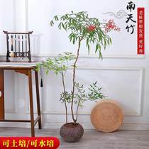 South Tianzhu Potted plant hydroponic green planting old pile bonsai living room indoor balcony resistant to cold and drought all season good to raise plants
