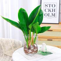 Hydroponic Plant Large Gold Drill Potted Large Leaf Green Princess Indoor Tabletop Purified Air Suction Formaldehyde Hydropony Green Plant