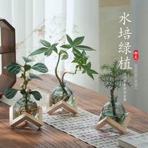 Hydroponic Plant Fortune Trees Small Hopes Bodhi Australia Cedar Tabletop Potted Indoor Plant Pendulum Pieces Office Green Plant