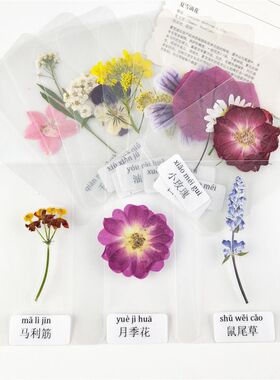 真花塑封干花标本压花书签