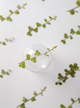 植物押花DIY教学标本6