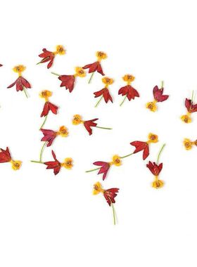 DIY真花香薰蜡烛永生花饰品