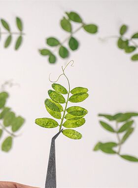 干花滴胶蜡烛DIY手工材料