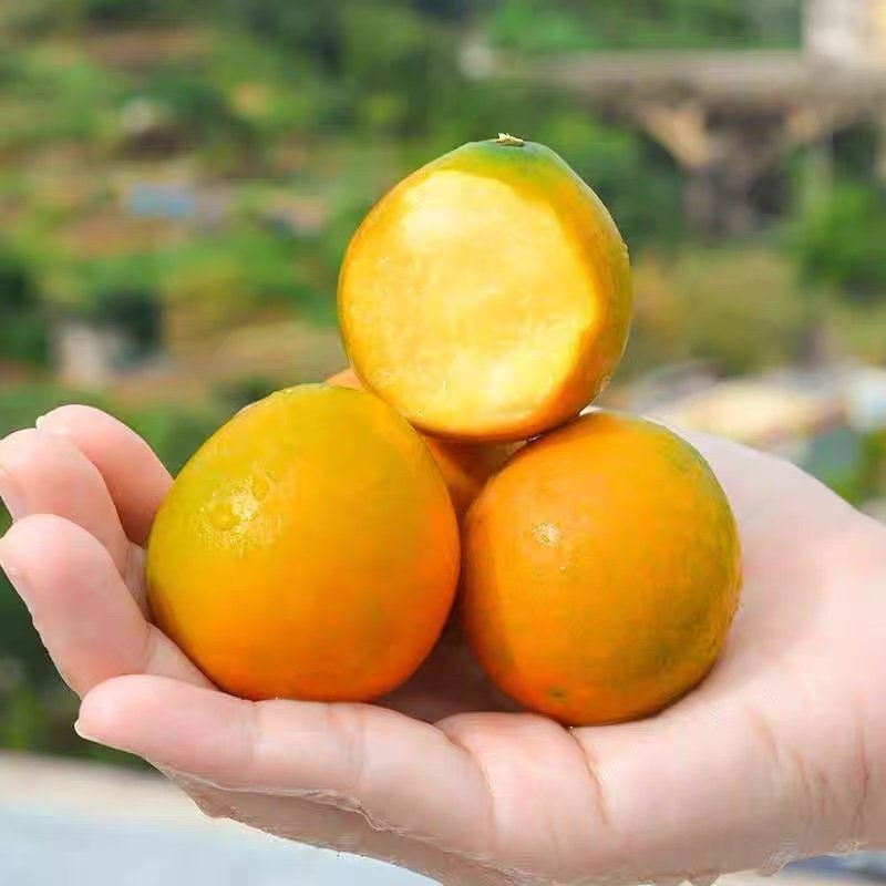 广西阳朔脆蜜金桔3斤新鲜橘子大果 水果当季纯甜蜜小金柑孕妇零食,淘宝优惠券,粉丝福利购,淘宝优惠卷