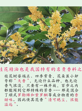 天然植物精油中国金桂桂花单方纯精油超临界CO2萃取持久留香护肤