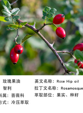 玫瑰果油智利修护型基础油单方精油天然植物