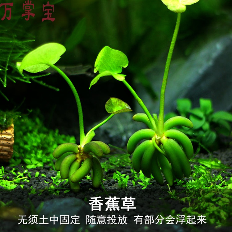 鱼缸香蕉草结蕉草水中叶前景水草造景活体懒人草无需种植 什么价格 图片 怎么样搭配好 品牌牌子推荐排行榜 捡券吧 鱼缸香蕉草结蕉草水中叶前景水草造景活体懒人草无需种植 什么价格 图片 怎么样搭配好 品牌牌子推荐排行榜 捡券吧