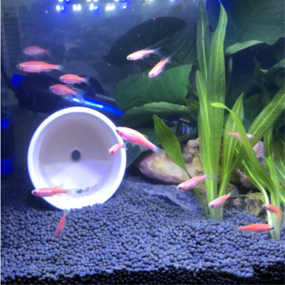 热带鱼小鱼活体孔雀鱼斑马鱼草缸淡水宠物小型鱼热带观赏鱼好养 虎窝淘