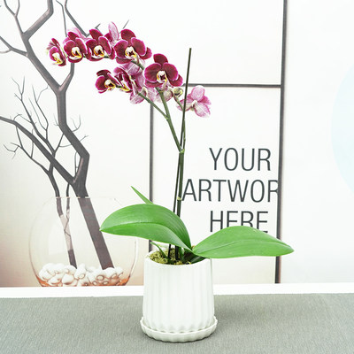 花语自由蝴蝶兰带花发货四季开花植物办公室内开花植物送礼花卉 虎窝淘