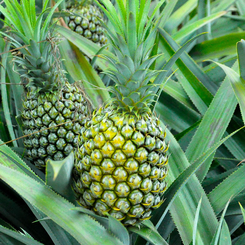 云南香水小菠萝新鲜现摘应季水果小波罗酸甜多汁大果带皮整箱包邮,淘宝优惠券,粉丝福利购,淘宝优惠卷