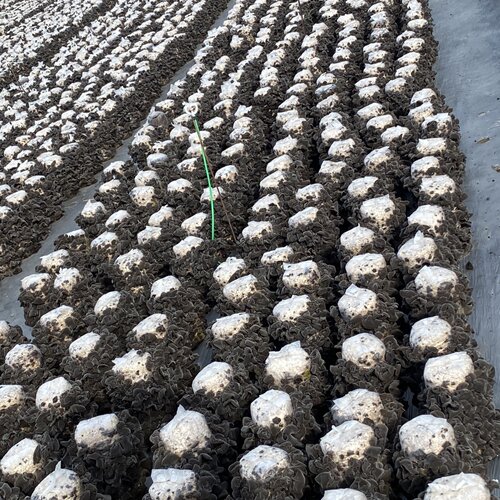 东北黑木耳秋木耳500g特产精品小碗耳长白山木耳汪清黑木耳脆木耳 - 图0