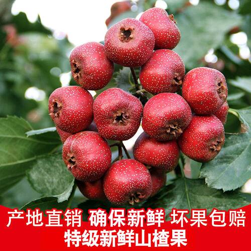 山楂 新鲜山楂果5斤大山楂鲜果现摘山里红果批发山楂干片冰糖葫芦 - 图2