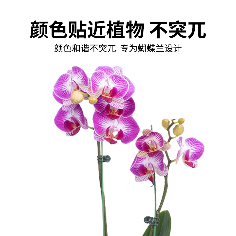 蝴蝶兰花支架兰夹子支撑杆植物爬藤花卉弯曲固定专用支架园艺 - 图3