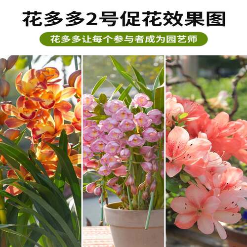 花多多1号2号12号通用型花朵朵一号二号月季多肉水溶肥促开花肥料 - 图2
