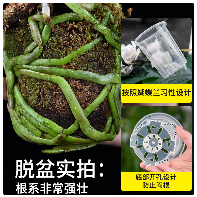 透明青山控根盆兰花水苔蝴蝶兰专用花盆塑料透气镂空大号花盆家用