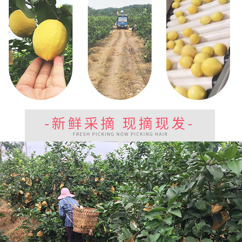 柠乡人旗舰店安岳黄柠檬新鲜5斤装应季水果皮薄多汁柠檬批发包邮1
