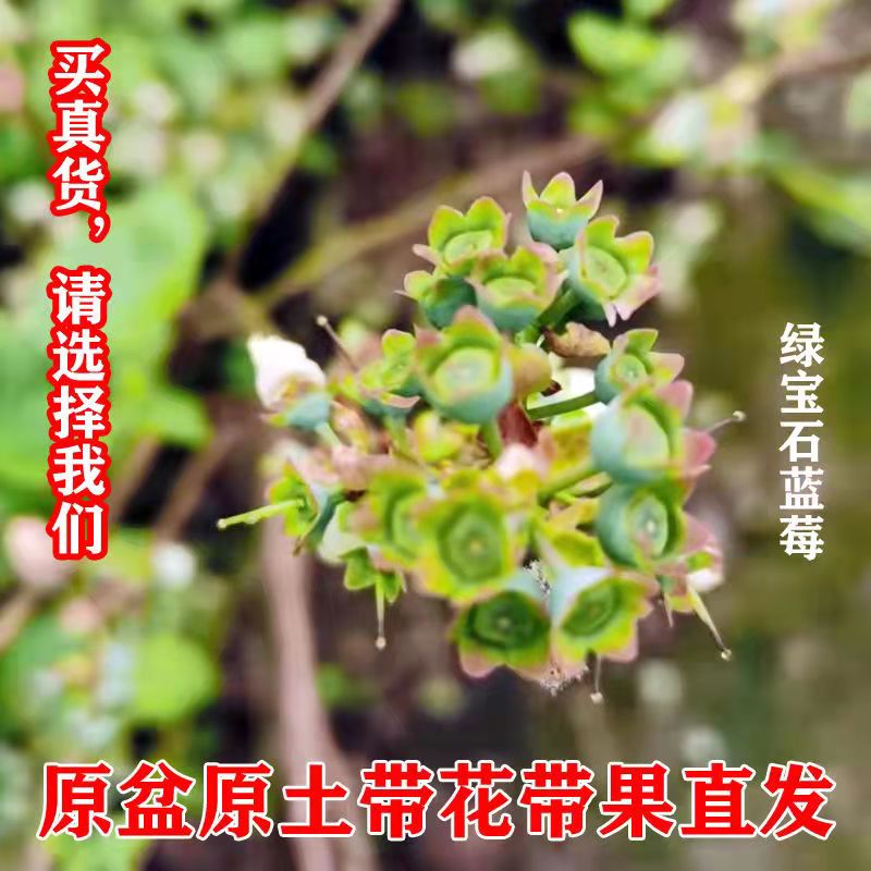 【带果发货】蓝莓树果苗盆栽地栽南方北方种植阳台庭院带果蓝 - 图2