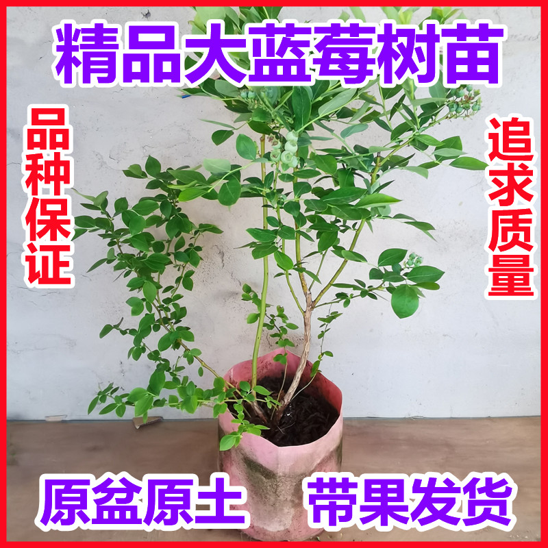 【带果发货】蓝莓树果苗盆栽地栽南方北方种植阳台庭院带果蓝 - 图1