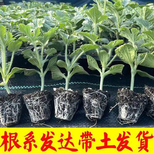 嫁接西瓜苗8424麒麟瓜南方四季种植瓜苗阳台盆栽大棚爬藤秧苗种子 - 图0