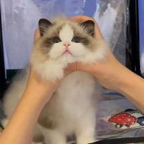 Puppet Cat Infant Cat New Version Face Racing Class Pure Breeds Blue Eyed Sea Double Blue Double Large Kitten Kitty Kitty pets