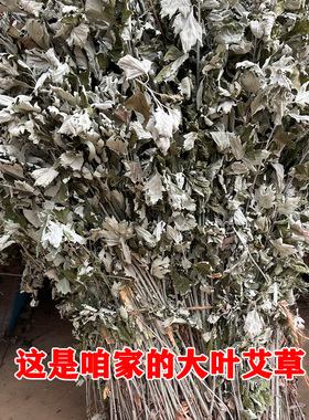 艾叶草野外自然生长无添加艾草
