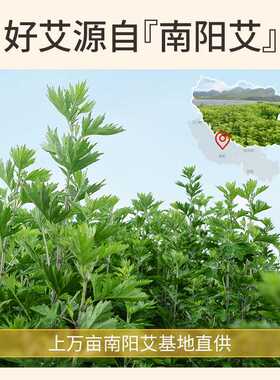 艾灸柱纯艾54柱 南阳厂家 盒装艾灸条柱陈艾纯艾草3:1手工艾柱