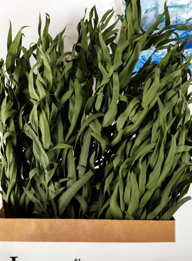 铜钱尤加利棉花干花ins风摆件