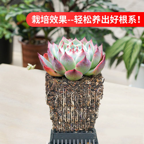 美莳多肉专用颗粒土植物小苗叶插营养进口泥炭赤玉土铺面石通用型 - 图3