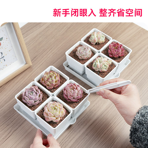 美莳种多肉植物的花盆组合塑料创意精致小白方带托盘一体控根专用 - 图0