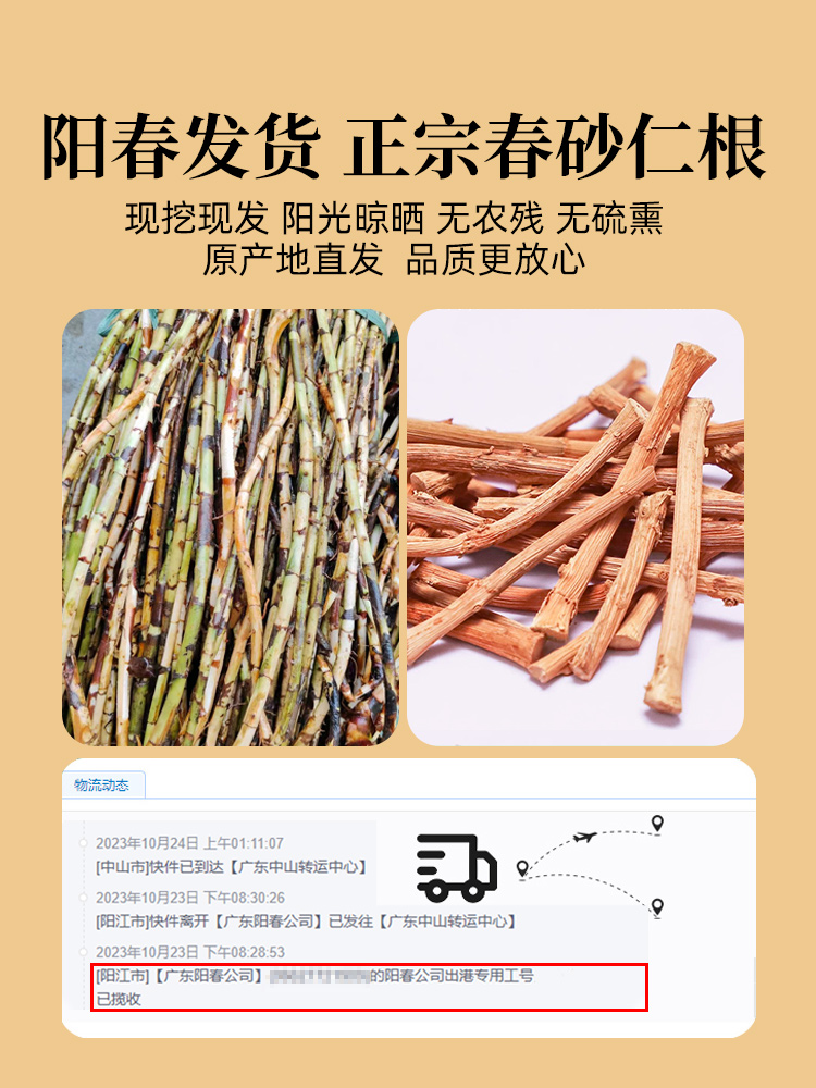 春砂仁根中药材正宗阳春特产广东煲汤泡茶砂仁根干新鲜春沙仁干根 - 图2