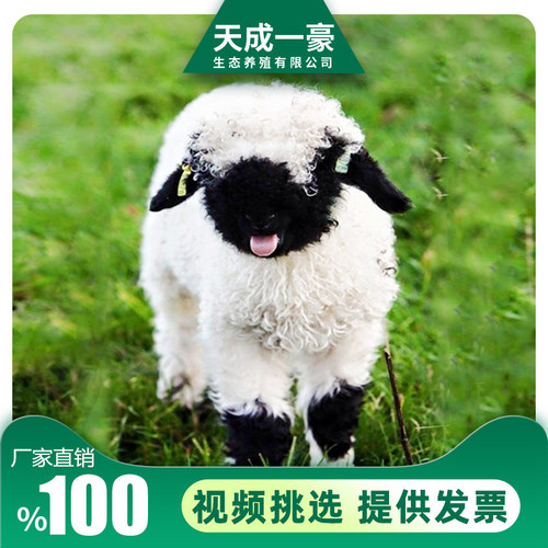 羊驼活物幼崽听话网红羊驼适合家养小羊驼多少钱宠物成年羊驼活体-图0
