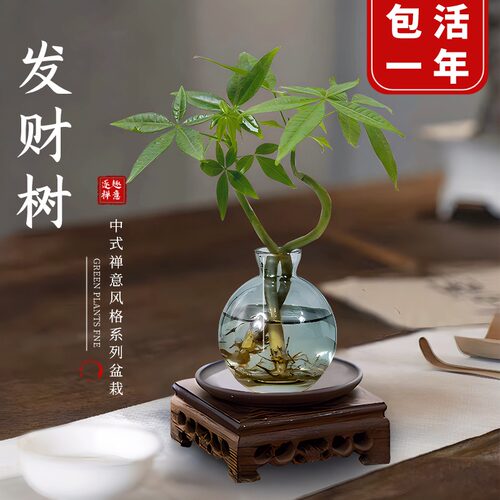 水培植物发财树奇趣造型办公室内桌面绿植招财摆件四季常青好养 - 图3