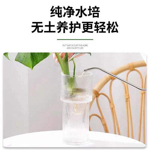 水培植物龟背竹盆栽老桩净化空气春羽大叶室内观叶绿植耐阴常青 - 图2