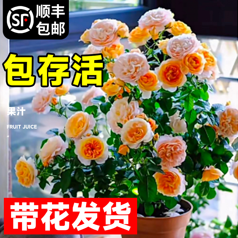 果汁阳台藤本月季花苗盆栽爬藤大花室内花卉植物红玫瑰棒棒糖蔷薇 - 图1