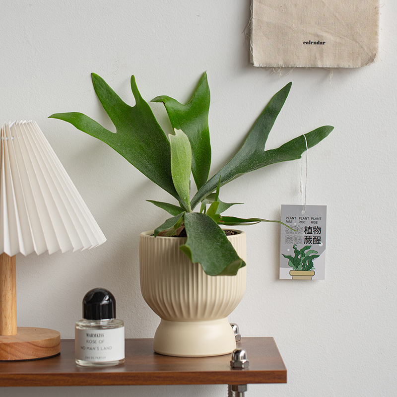 新品鹿角蕨板植挂板二岐蕨挂墙绿植苔藓蕨类植物盆栽水培垂吊壁挂 - 图1