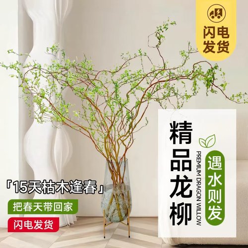 水培植物龙柳鲜切枝富贵竹客厅绿植花卉室内盆栽干枝雪柳枯树逢春 - 图0