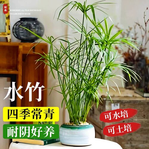 水竹风车草水养旱伞草龟缸鱼池水培挺水植物沼泽过滤净化水质 - 图1