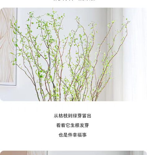 水培植物龙柳鲜枝切花水养绿植雪柳干支室内吊钟泡水长根装饰盆栽 - 图0