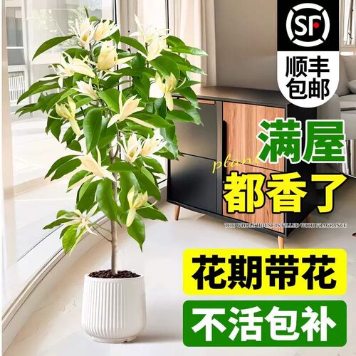白兰花盆栽带花苞黄角兰玉兰花树苗夏季庭院阳台好养浓香花卉植物 - 图1